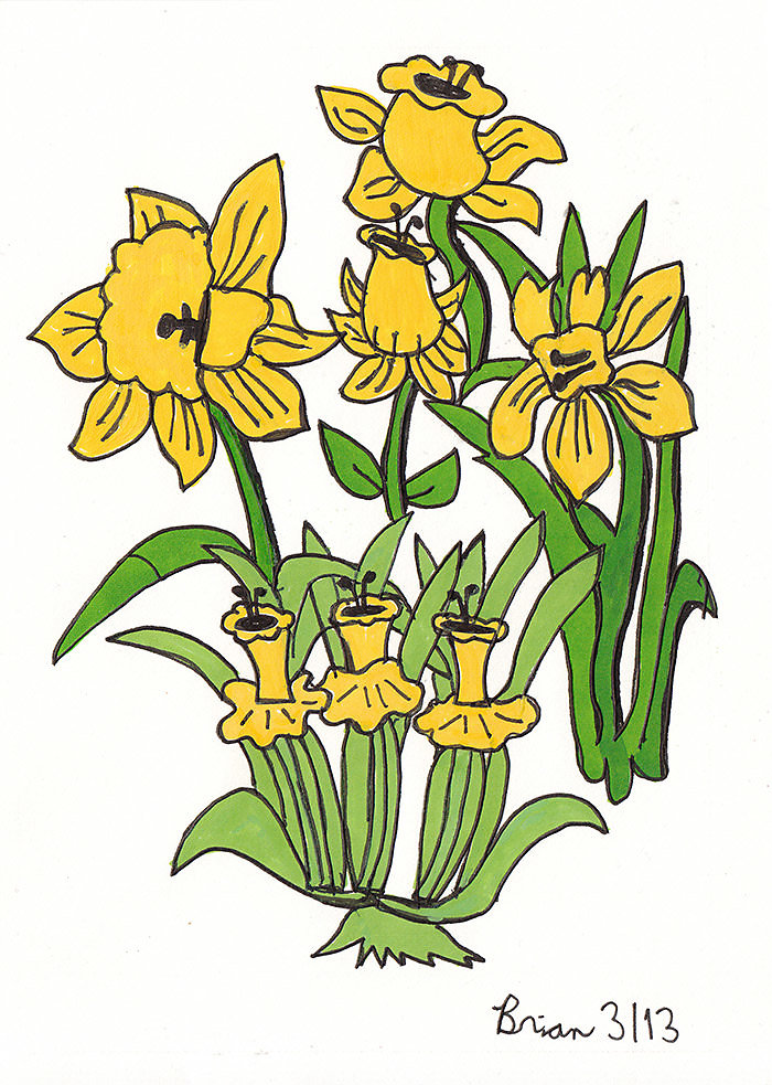 Daffodils 